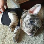 Franse bulldog pup