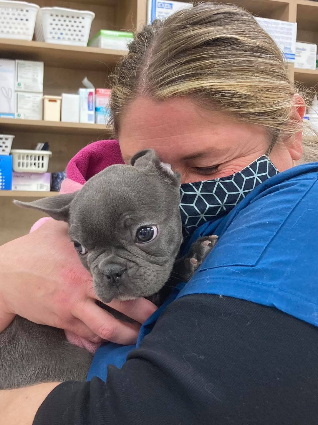 Franse bulldog pup