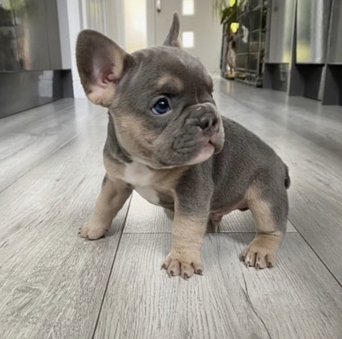 Franse bulldog te koop