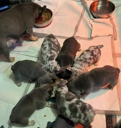 Franse bulldog-pups te koop