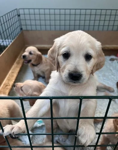 Golden retriever-pups te koop