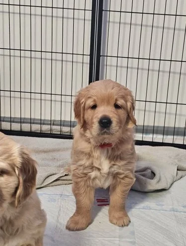 Golden retriever te koop