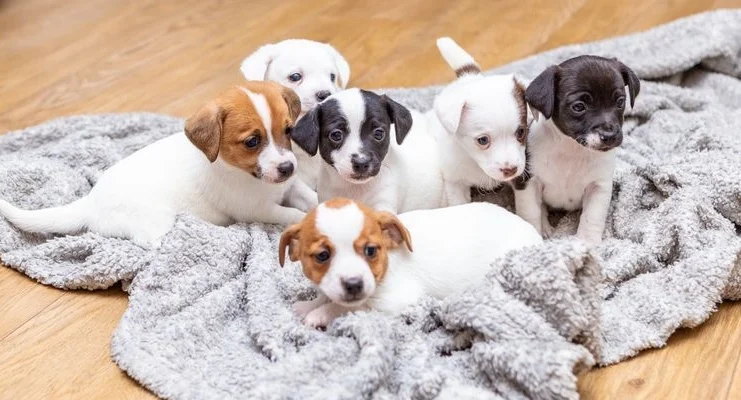 Jack Russell-pups te koop