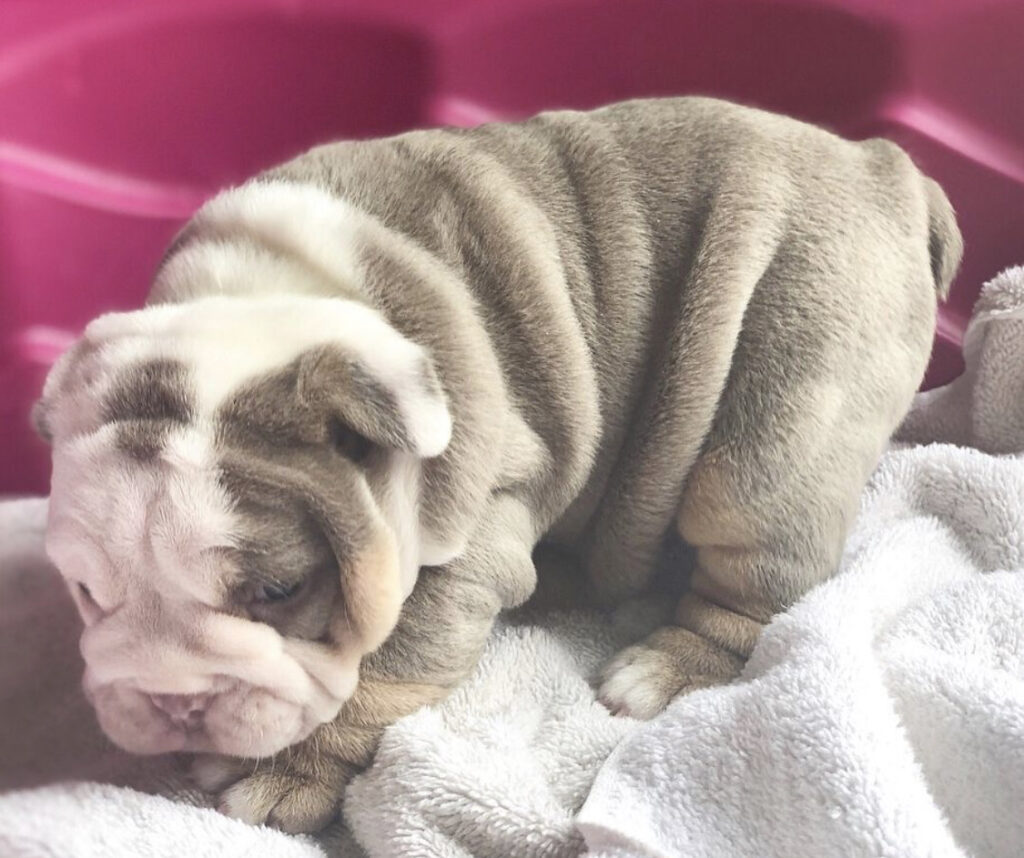 Engelse Bulldog te koop