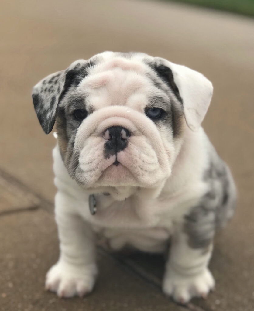 Engelse Bulldog te koop