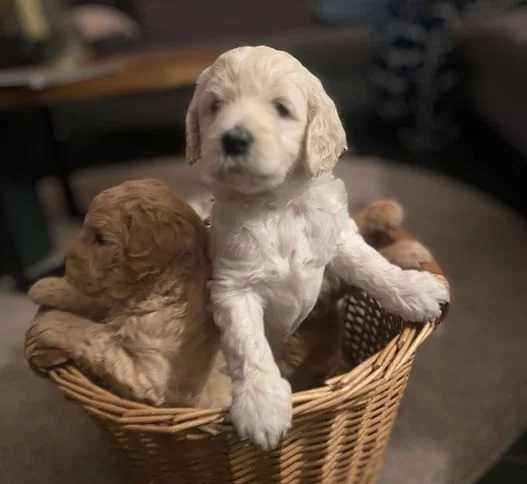 Labradoodle pups te koop