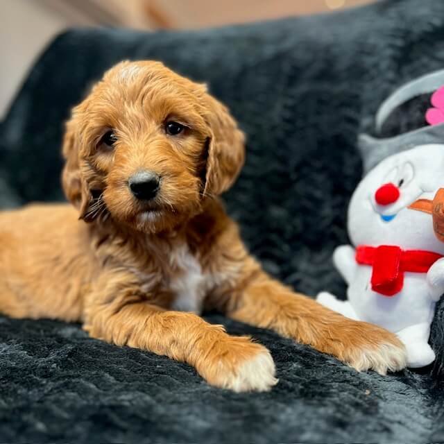 Labradoodle pups te koop